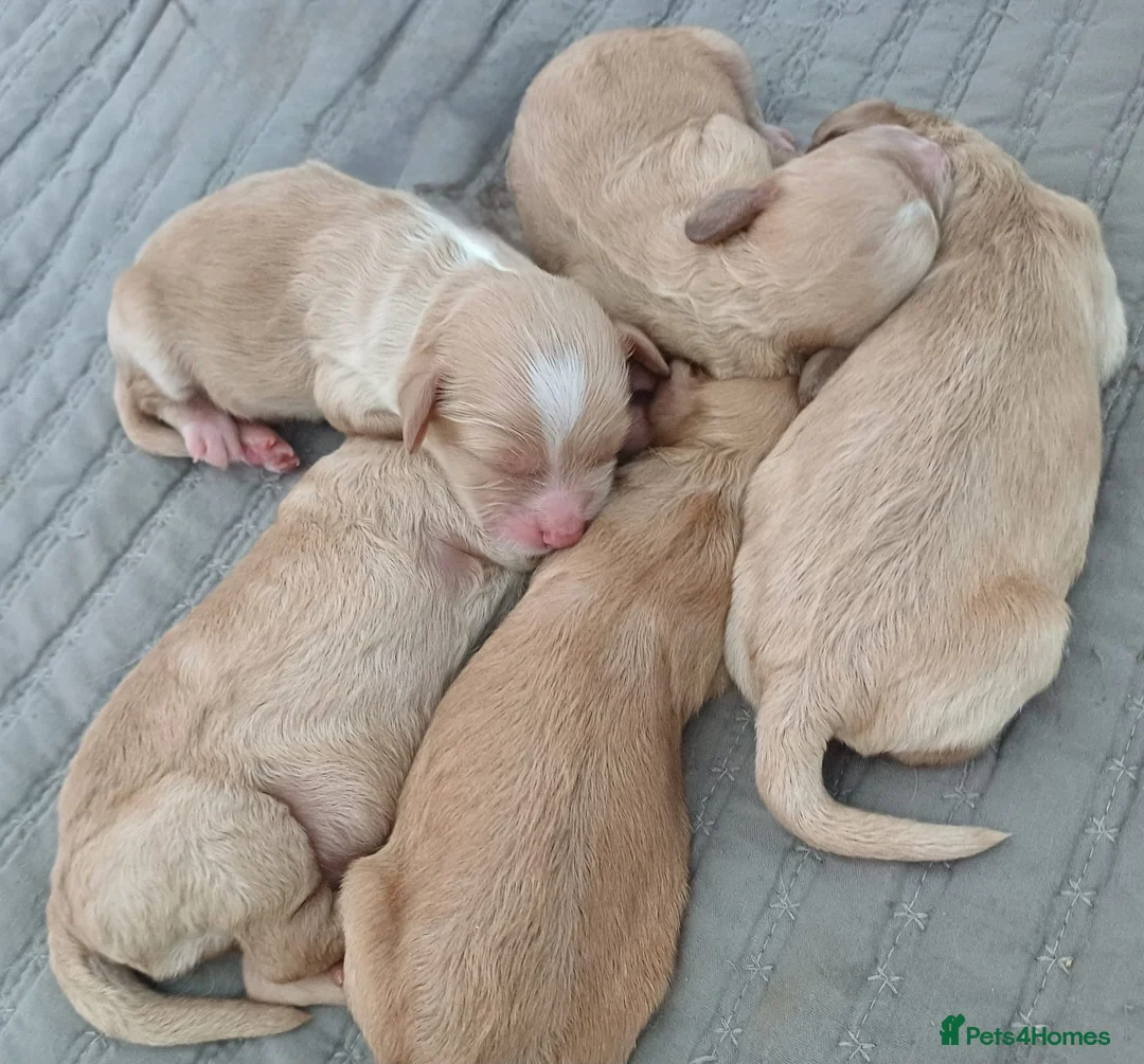 Cockapoo dogs for sale: Golden Cockapoo Puppies - Advert 26
