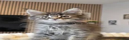 Maine Coon cats for sale: Maine coon kittens - Advert 31