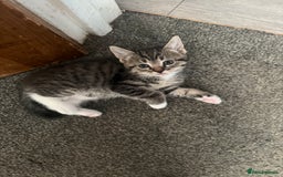 Mixed Breed cats for sale: Three beautiful kittens  - Image 23