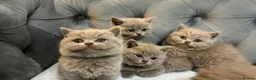 British Shorthair cats for sale: BRITISH SHORTHAIR 🩶 LILAC KITTENS - READY SOON  - Advert 4