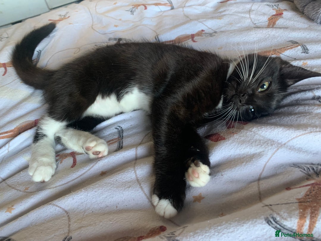 Mixed Breed cats for sale: Two gorgeous girls - Advert 3