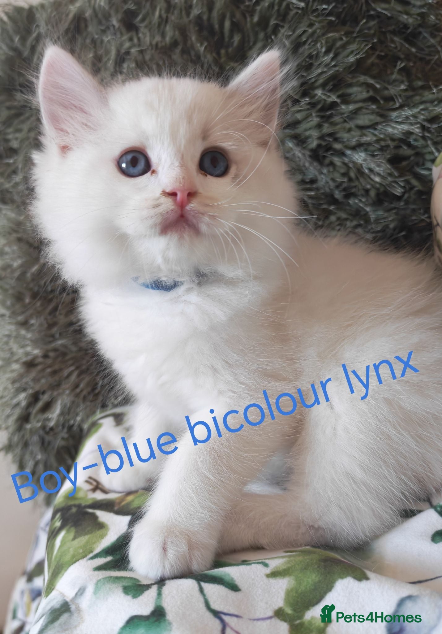Ragdoll cats GCCF REGISTERED BEAUTIFUL RAGDOLLS KITTENS  - Advert 5