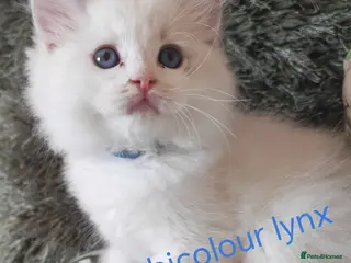 Ragdoll cats GCCF REGISTERED BEAUTIFUL RAGDOLLS KITTENS - Advert 5
