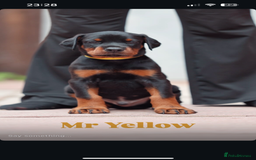 Dobermann dogs for sale: Exceptional Confident European Doberman puppies - Image 13