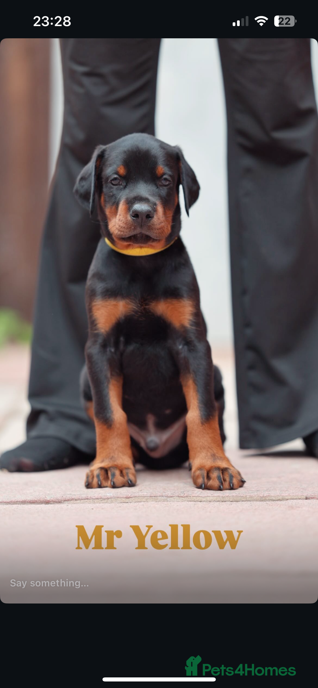 Dobermann dogs for sale: Exceptional Confident European Doberman puppies - Image 13