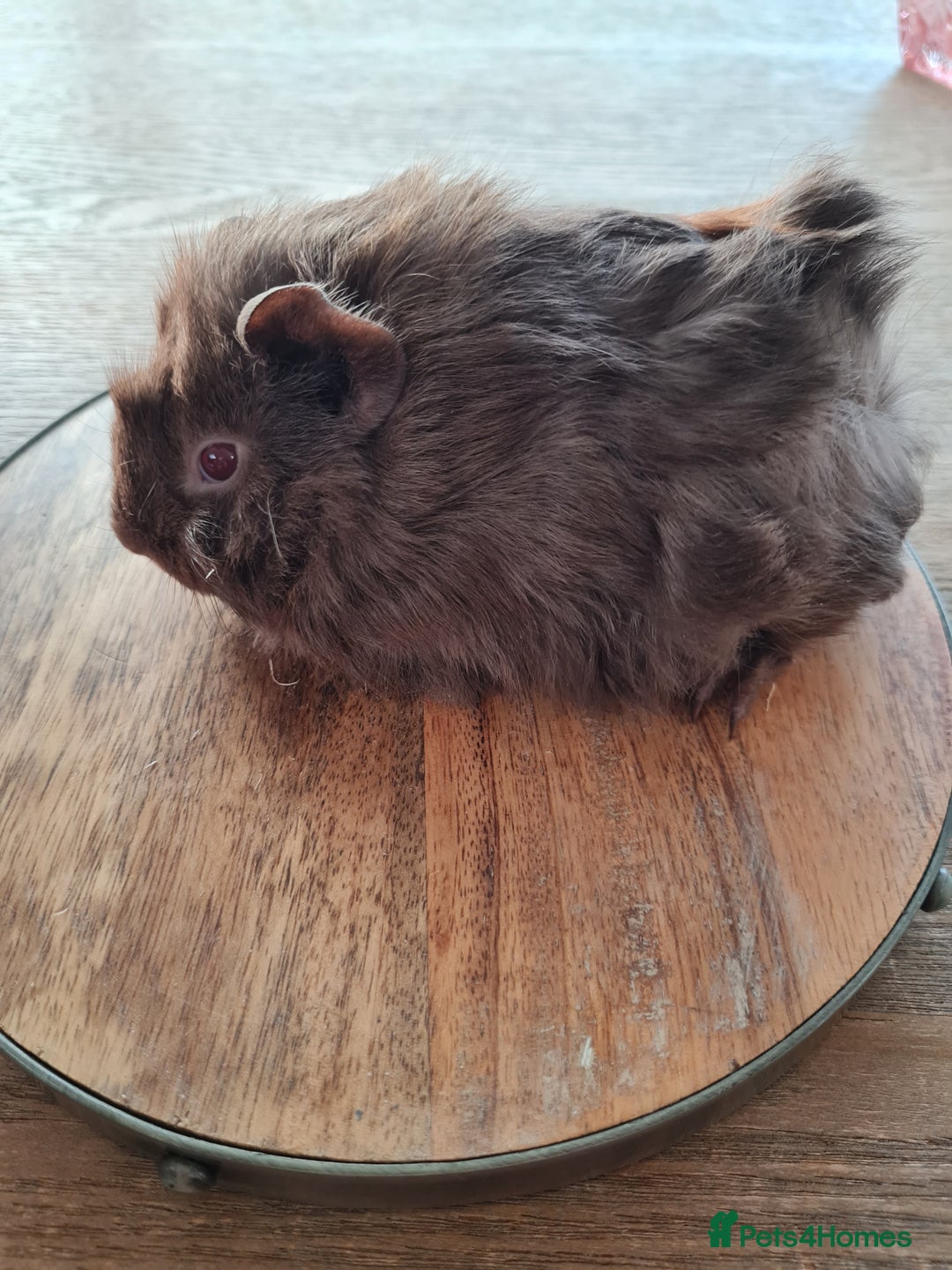 Guinea Pig rodents for sale: Baby guinea pigs for sale - Advert 36