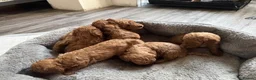 Toy Poodle dogs for sale: Red Genuine Toy Poodle puppies in Ferndown - Advert 7
