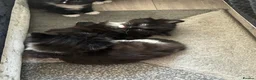 Mixed Breed cats for sale: Black and white long haired kittens  - Advert 8