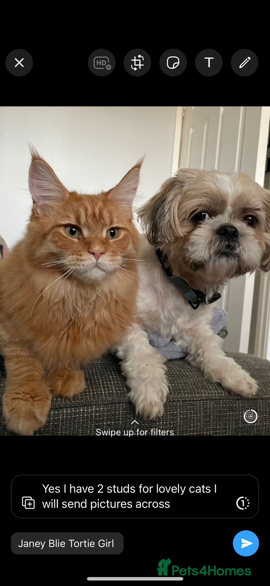 Maine Coon cats for sale: Russian /xxl maine coon - Advert 21