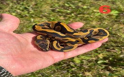 Python Snake reptiles for sale: Ball Python / Royal Python Hatchlings and Adults - Image 7