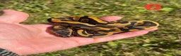 Python Snake reptiles for sale: 2025 Ball Python / Royal Python Hatchlings - Advert 5