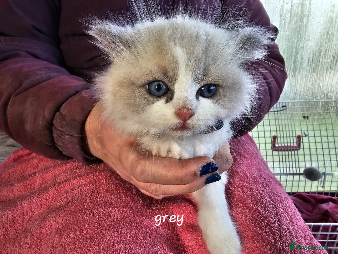 Ragdoll cats for sale: Stunning pure Ragdolls  - Advert 4