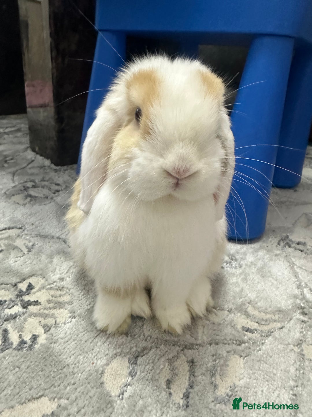 Mini Lop rabbits for sale: Female mini lop  - Image 5