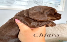 Cocker Spaniel dogs for sale: KC reg chocolate show cocker spaniel puppies  - Image 10