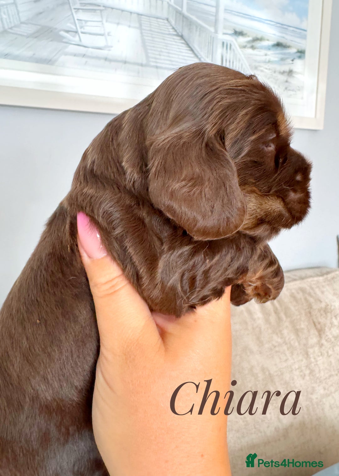 Cocker Spaniel dogs for sale: KC reg chocolate show cocker spaniel puppies  - Image 10