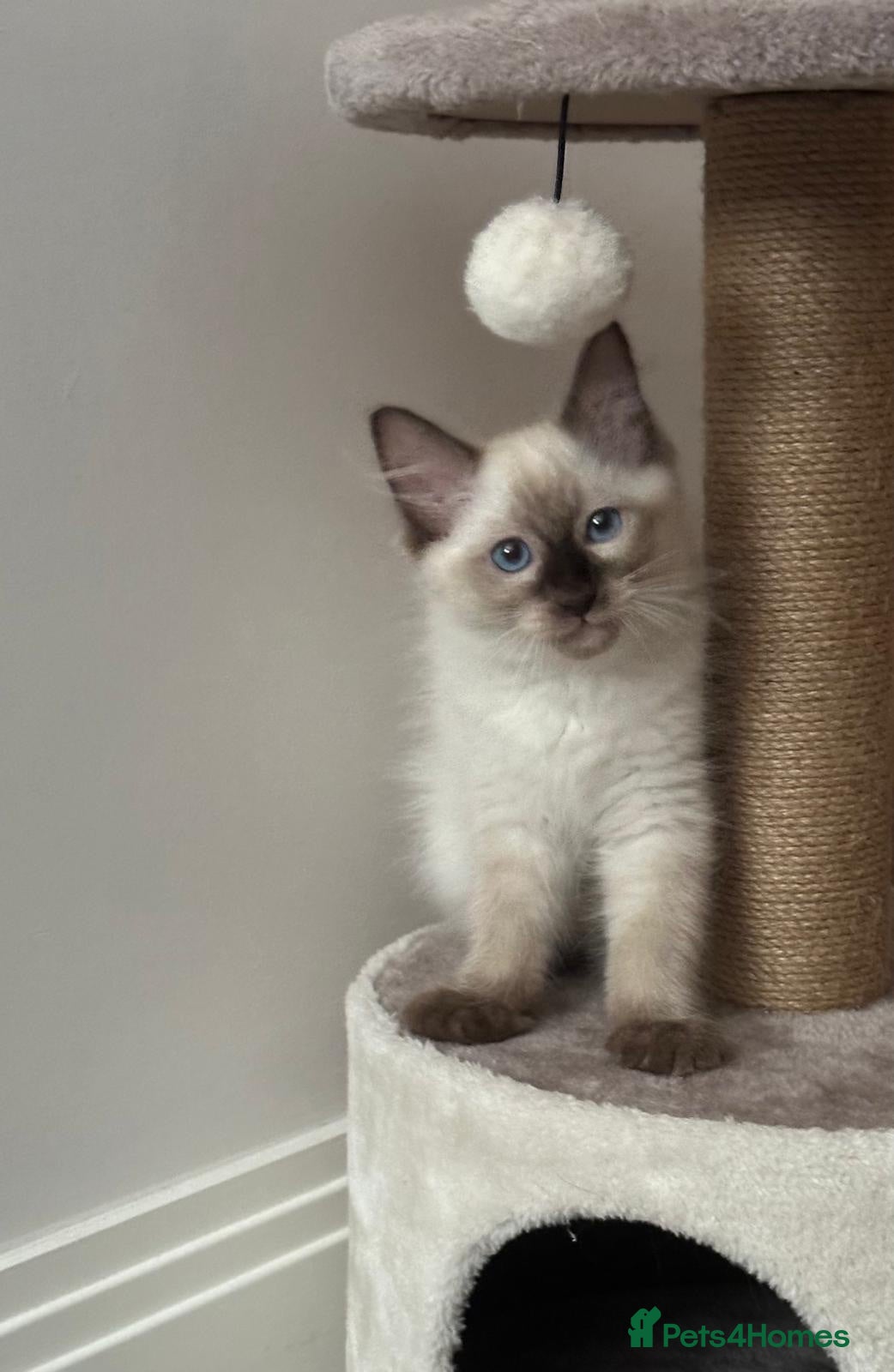 Ragdoll cats Ragdoll kitten looking for new home  - Advert 5