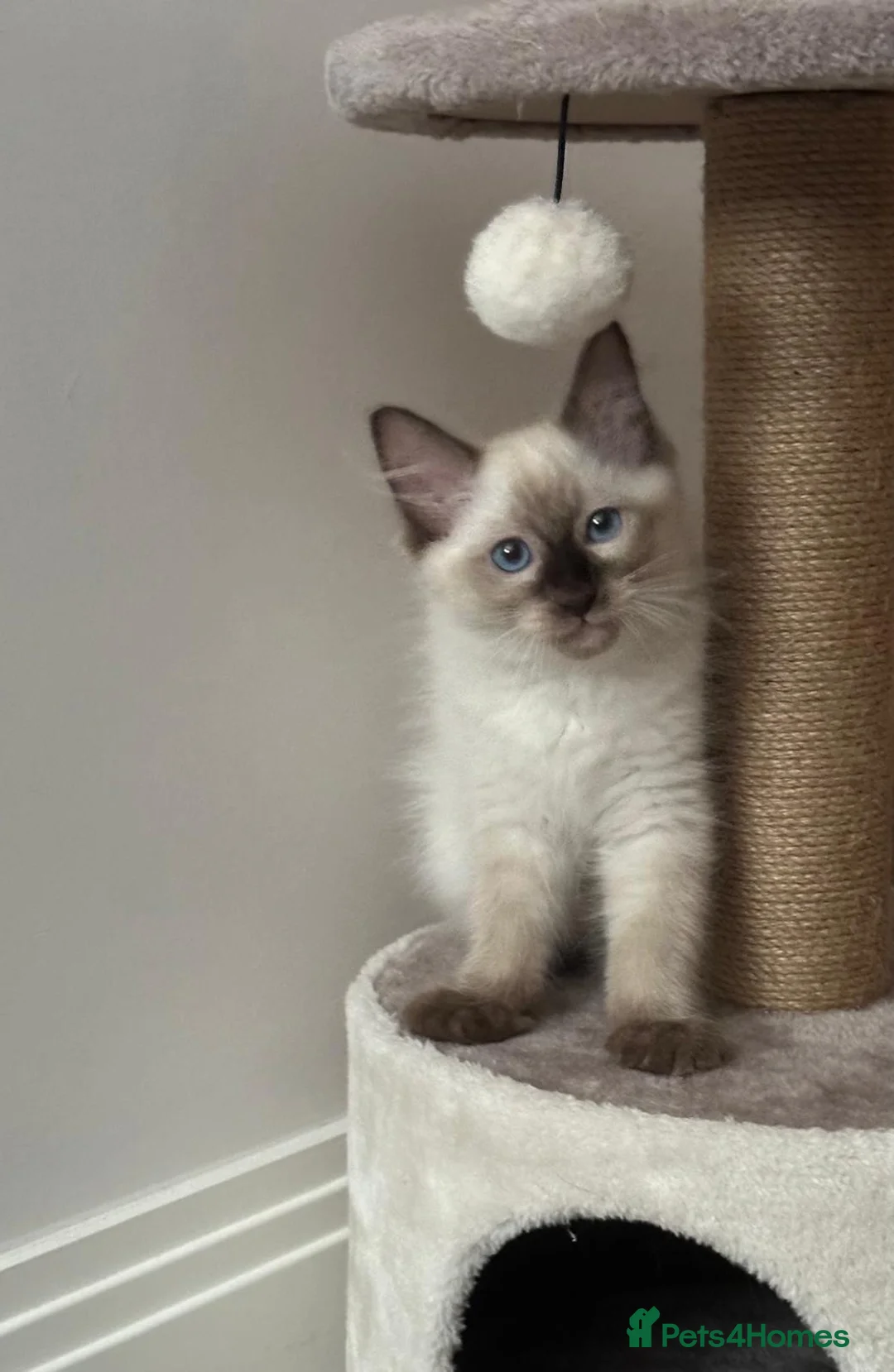 Ragdoll cats for sale: Ragdoll kitten looking for new home  - Advert 1