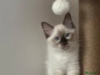 Ragdoll cats Ragdoll kitten looking for new home - Advert 5