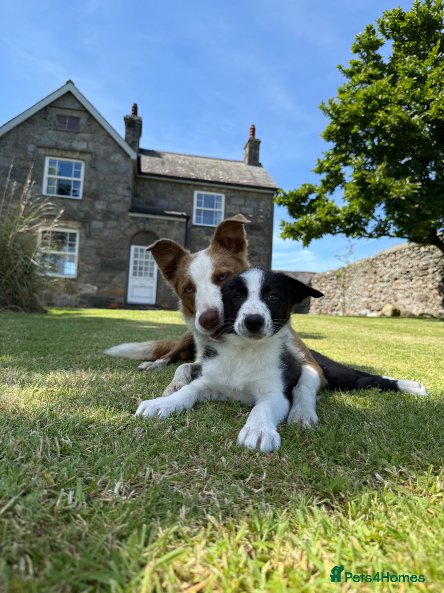 Border Collie dogs Border collie puppies  - Advert 12