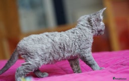 Devon Rex cats for sale: 💙 Devon Rex Female Kitten Available 💙 - Image 5