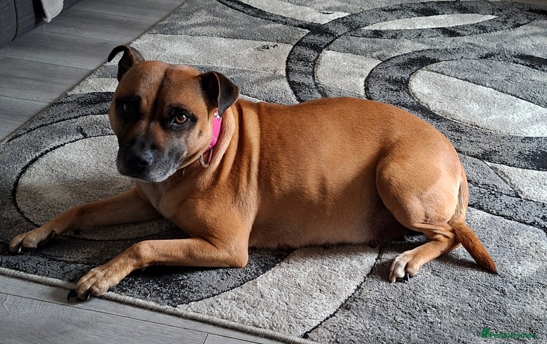 Staffordshire Bull Terrier dogs for sale: Staffy pups ready 26th august 2 brindle 3 blue - Image 2