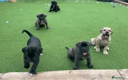 Cane Corso dogs for sale: Cane Corso puppies  - Image 3