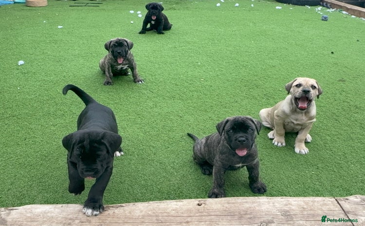 Cane Corso dogs - Advert 1