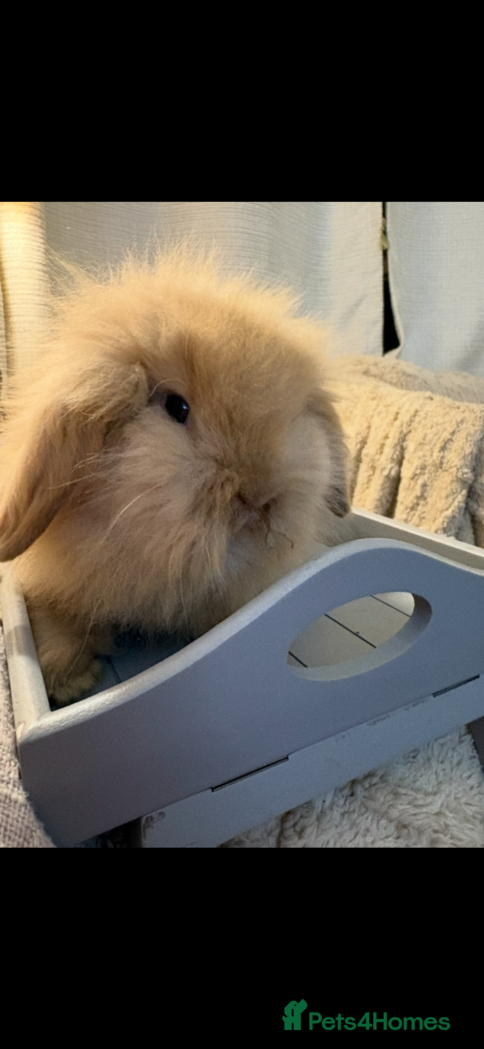 Mini Lion Lop rabbits for sale: Fluffy double mane mini lion lop bunny rabbits - Advert 14