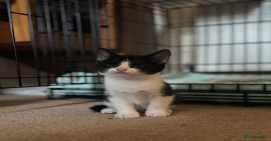 British Shorthair cats - Advert 6