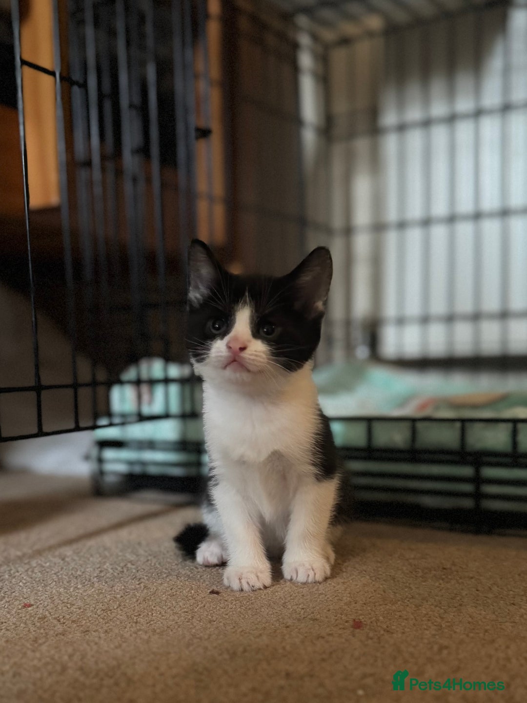 British Shorthair cats for sale: 1 male / 2 female kittens.  - Image 2