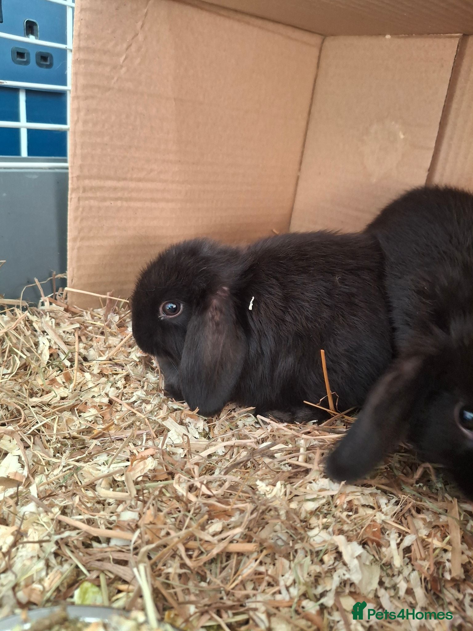 Dwarf Lop rabbits Dwarf lop Doe & buck - Advert 6