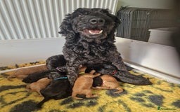 Cockapoo dogs for sale: EXCEPTIONAL HEALTH TESTED SHOW TYPE COCKAPOOS F1B - Image 6