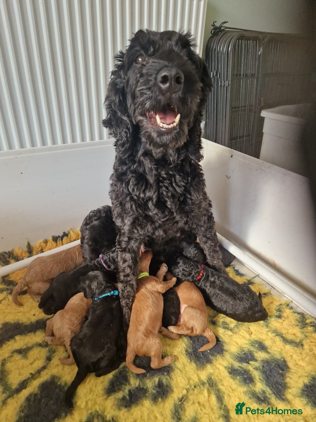 Cockapoo dogs for sale: EXCEPTIONAL HEALTH TESTED SHOW TYPE COCKAPOOS F1B - Image 6