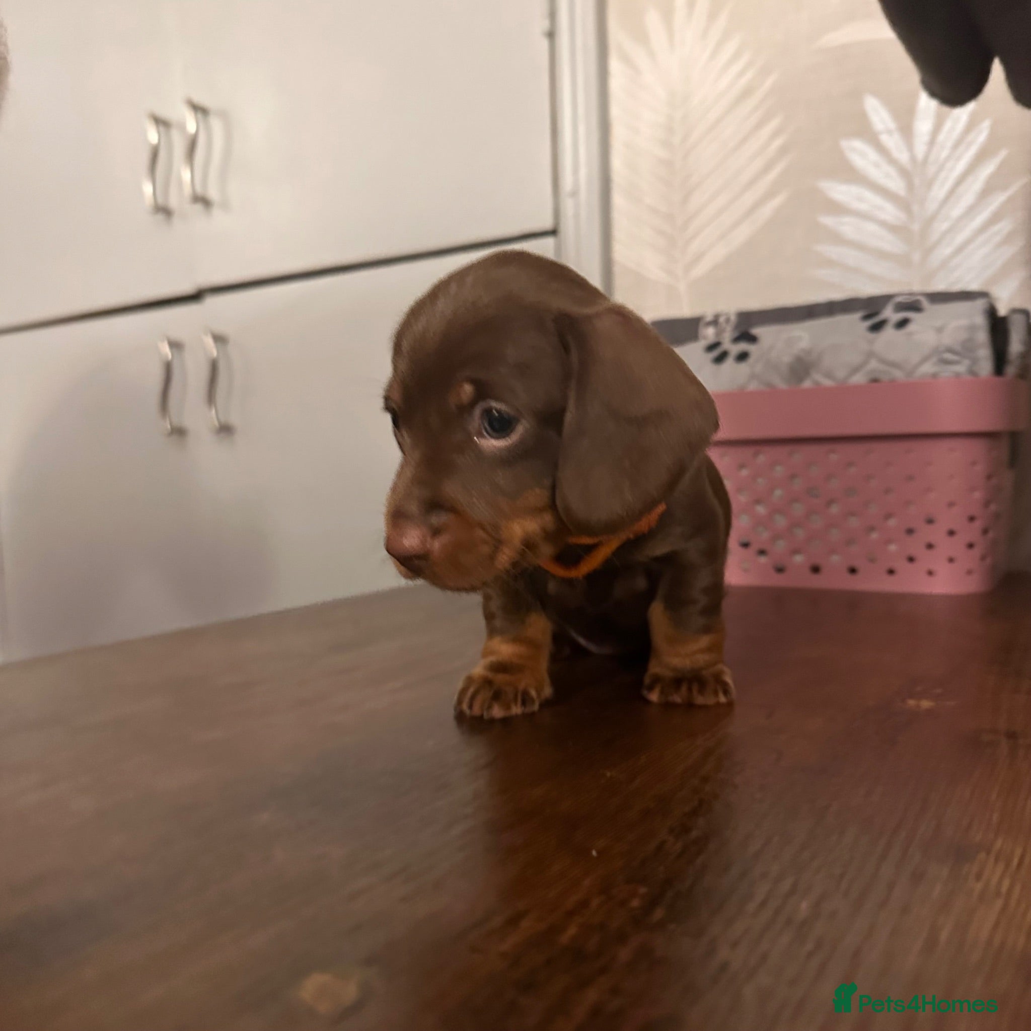 Miniature Dachshund dogs Miniature Dachshund KC Reg Puppies - Advert 2