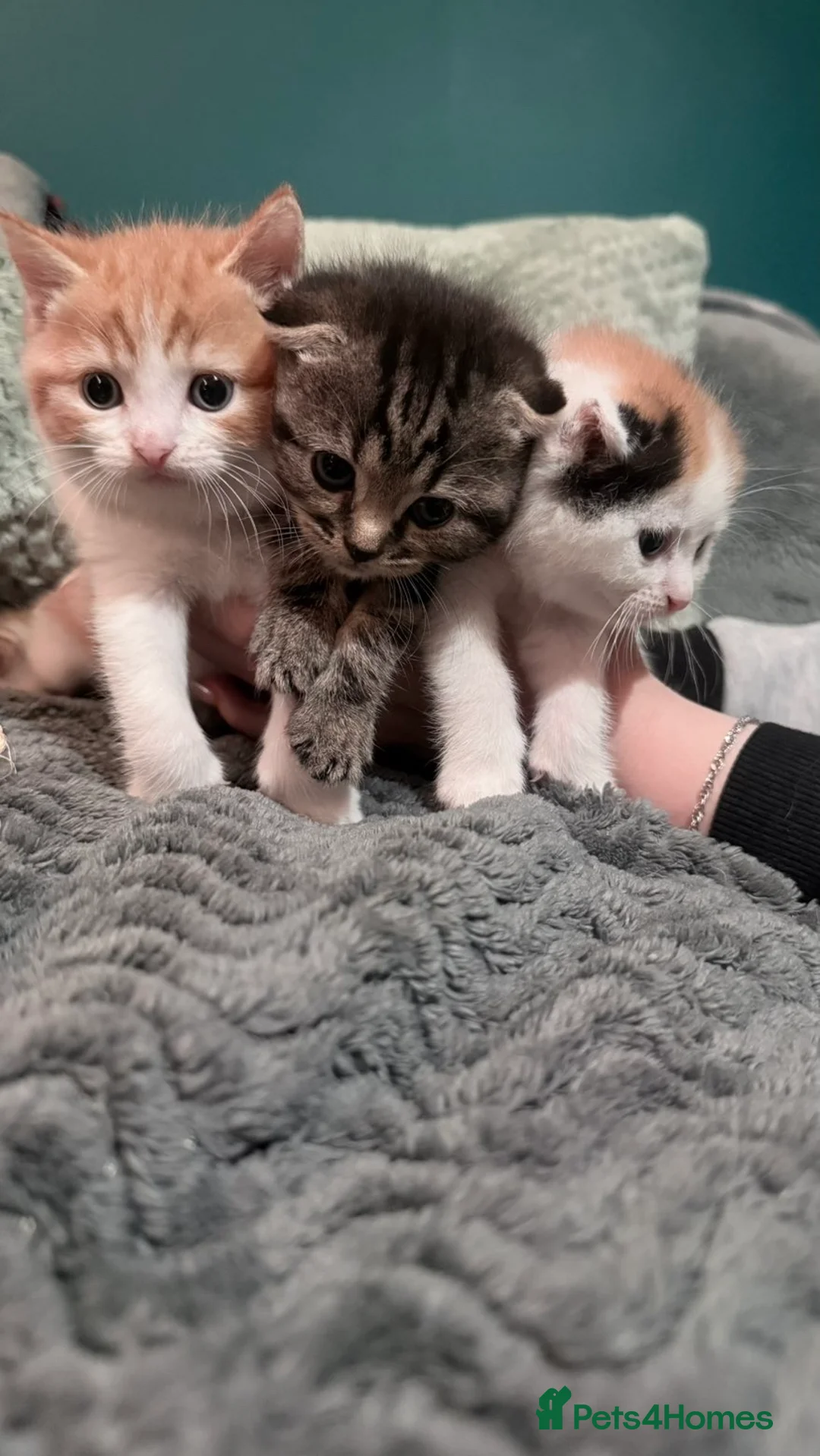 Scottish Fold cats for sale: Scottish fold x domestic kittens  - Advert 9