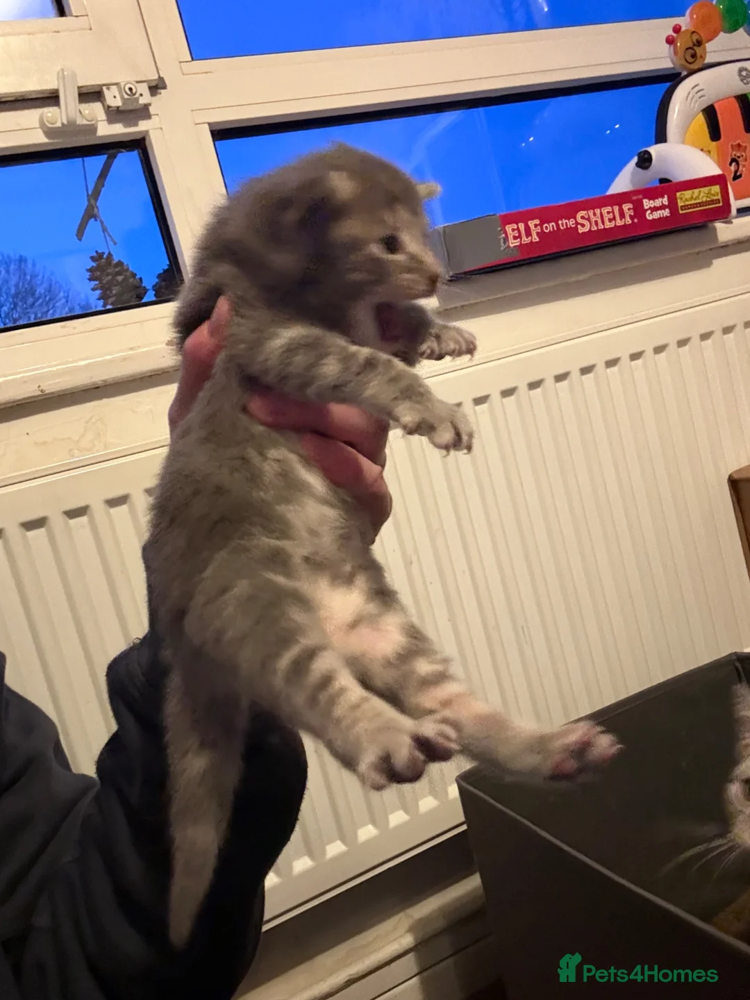 Bengal cats for sale: Silver Bengal - Advert 13