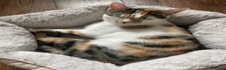 Mixed Breed cats for sale: Beautiful Female Cat Looking for a Loving Home 🏡 - Advert 2