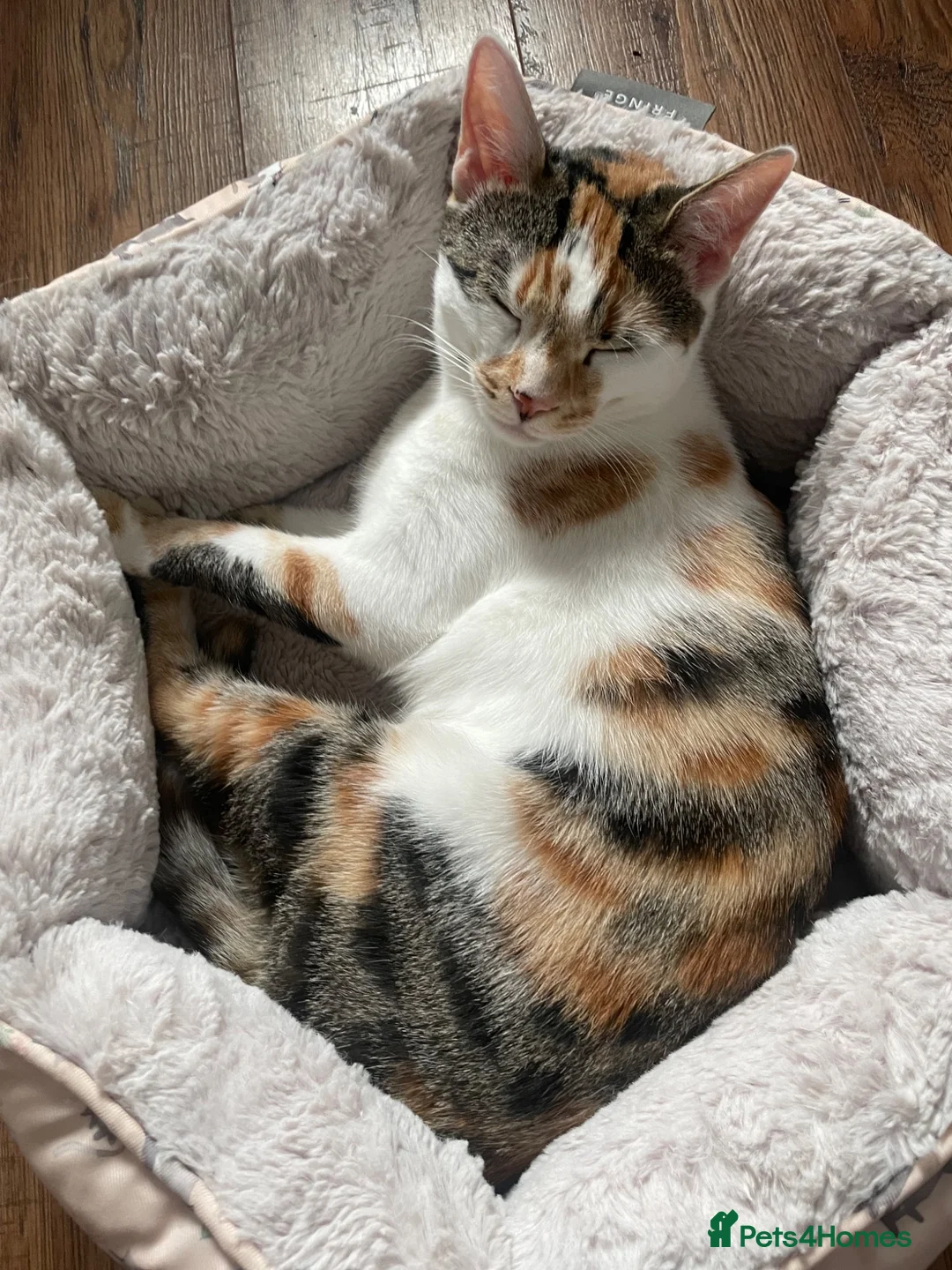 Mixed Breed cats for sale: Beautiful Female Cat Looking for a Loving Home 🏡 - Advert 2