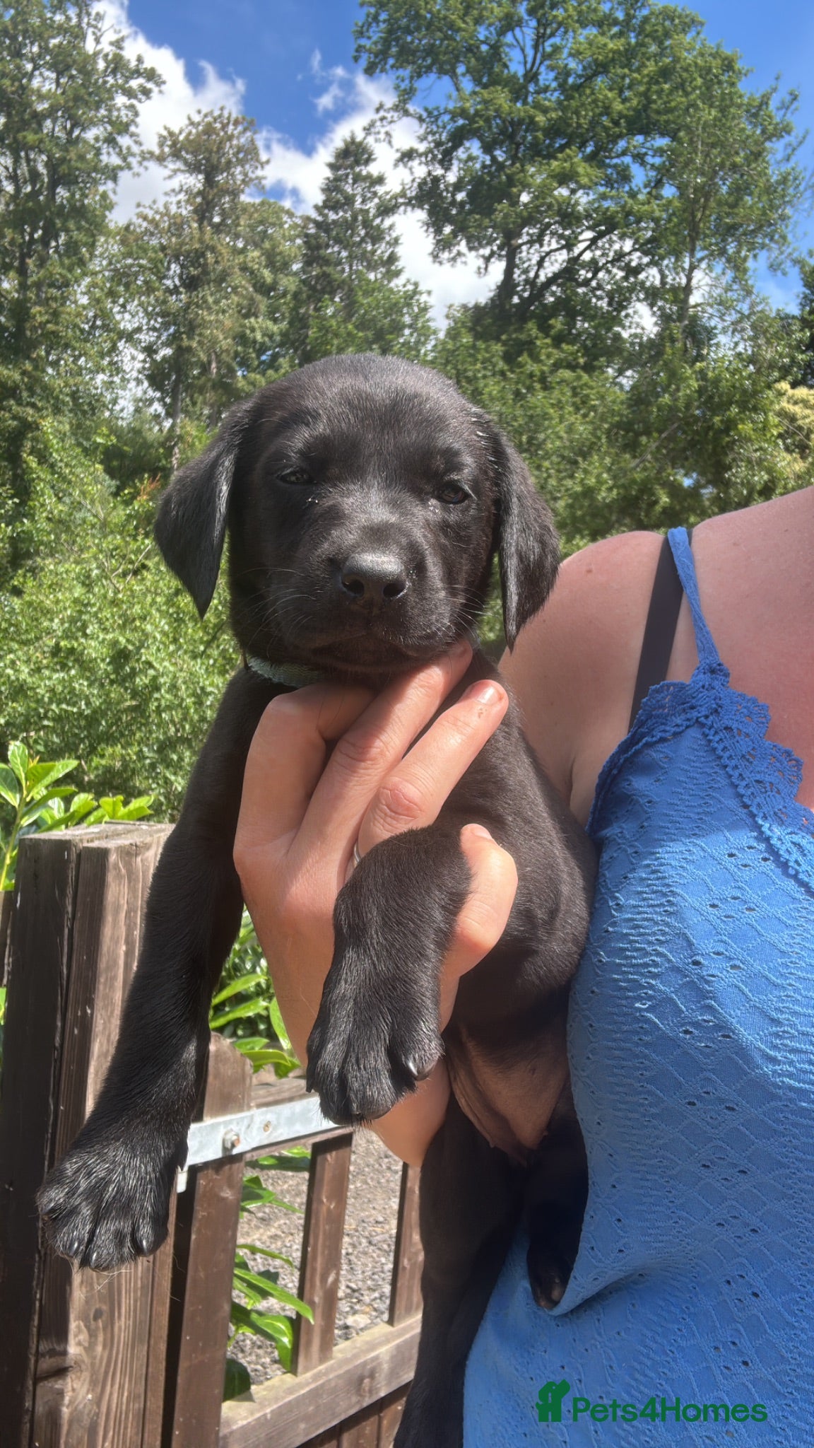 Labrador Retriever dogs Labrador Puppies ready to go this weekend  - Advert 1