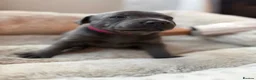 Staffordshire Bull Terrier dogs for sale: Staff puppies - Advert 5