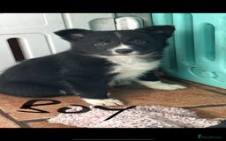 Border Collie dogs for sale: Border collies - Advert 7