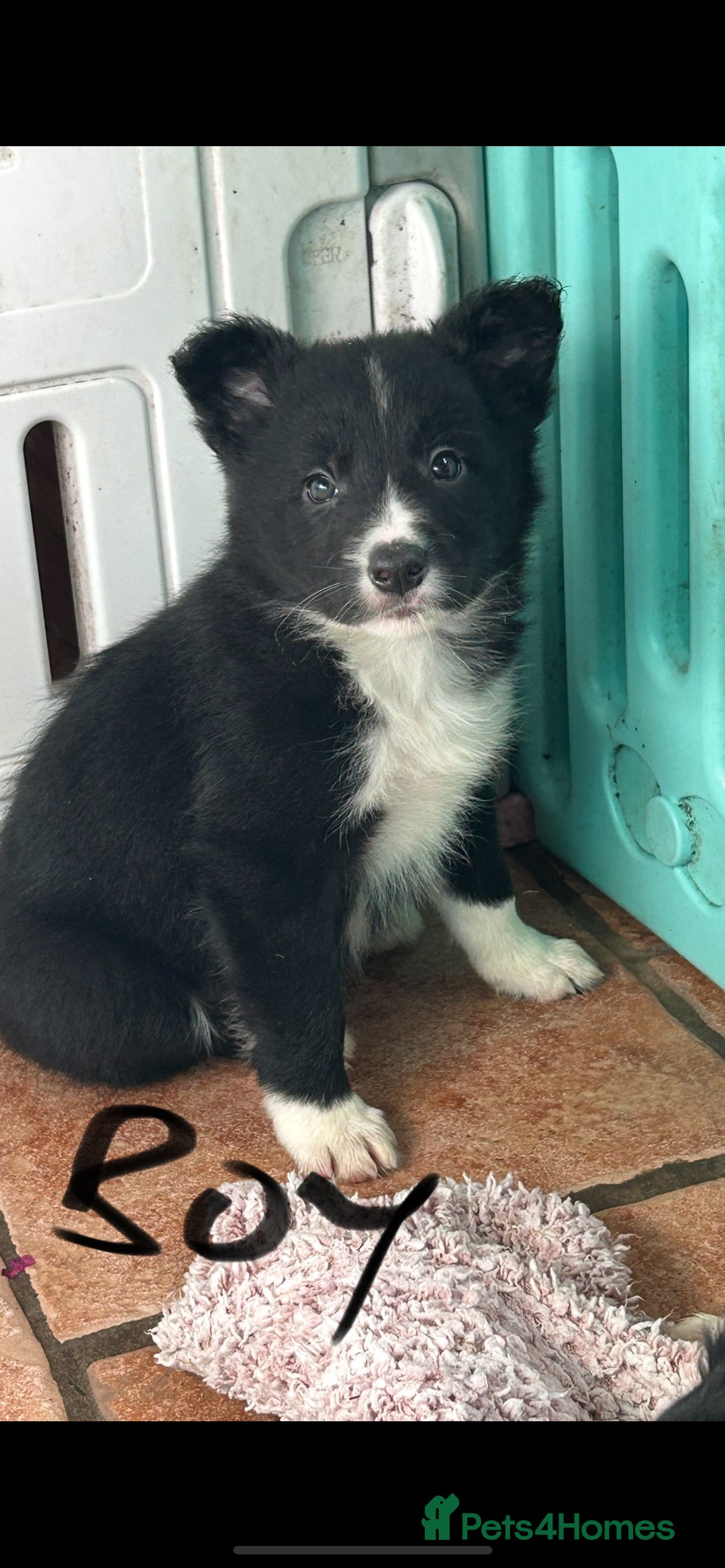 Border Collie dogs for sale: Border collies - Advert 7