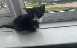 Mixed Breed cats for sale: Mixed kittens for sale - Image 30