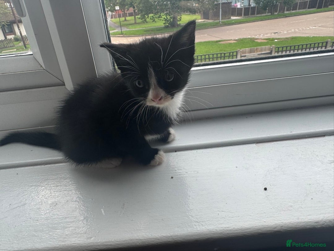Mixed Breed cats for sale: Mixed kittens for sale - Image 30