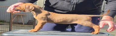 Rhodesian Ridgeback Puppy 8