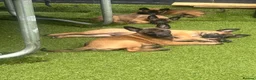 Belgian Shepherd Dog dogs for sale: Stunning litter of Belgian Malinois puppies  in Weymouth - Advert 14