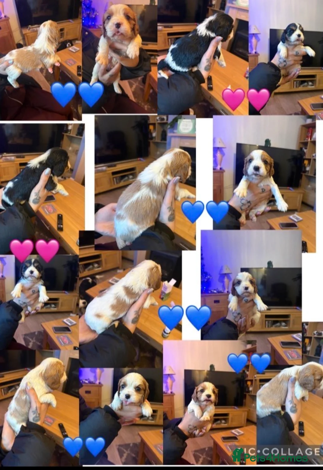 Cavalier King Charles Spaniel dogs for stud: Cavalier King Charles Stud Heart tested and DNA  - Advert 7