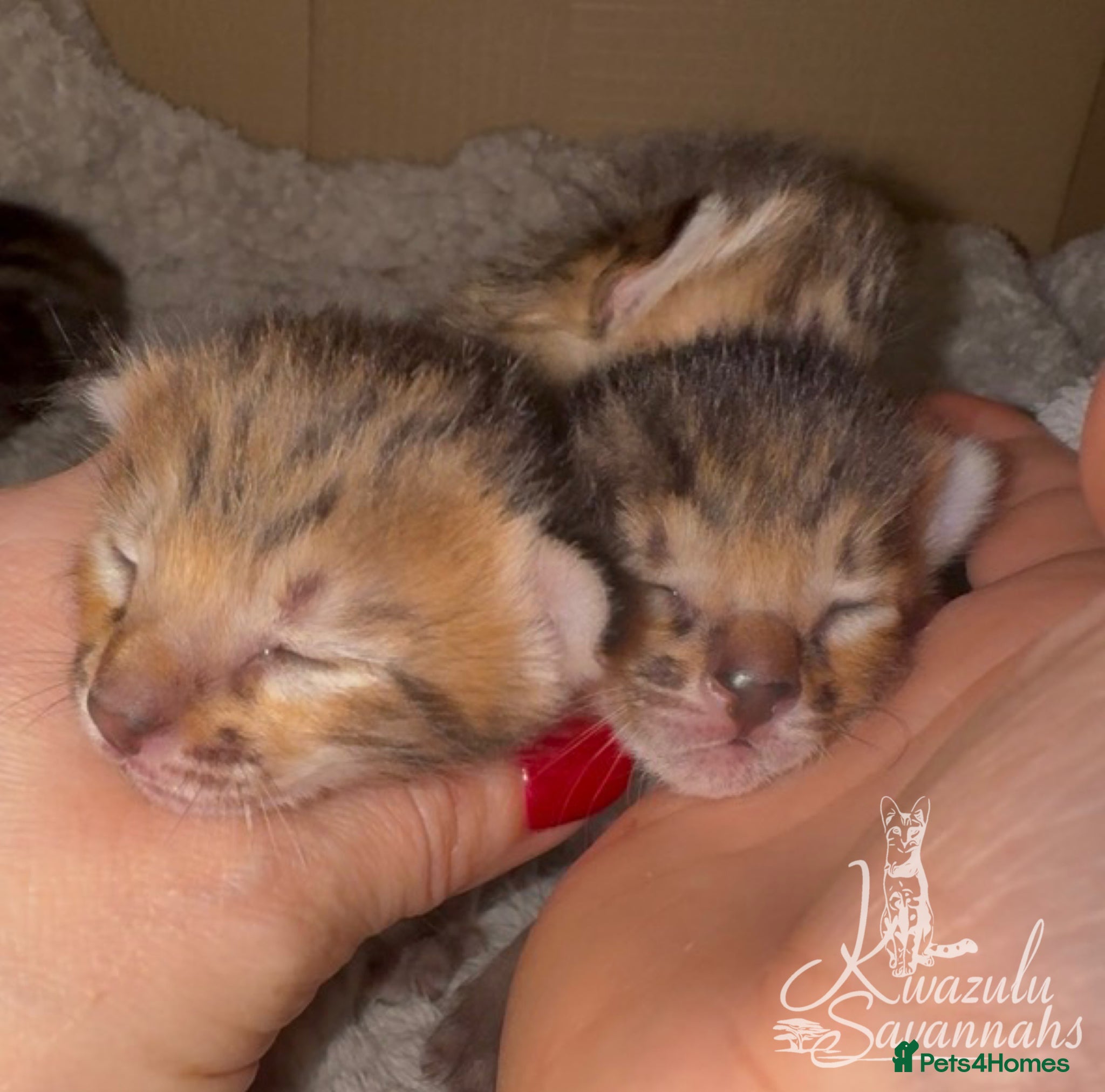 Savannah cats Excellent Quality Tica Registered Purebred kittens - Advert 1
