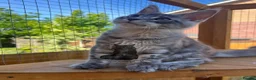 Maine Coon cats for sale: Male Maine Coon lovely blue silver tabby  - Advert 6