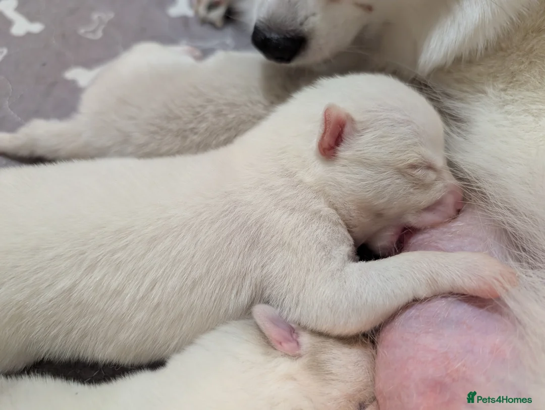 Pomsky dogs for sale: Beautiful pomsky f3 mini - Advert 15